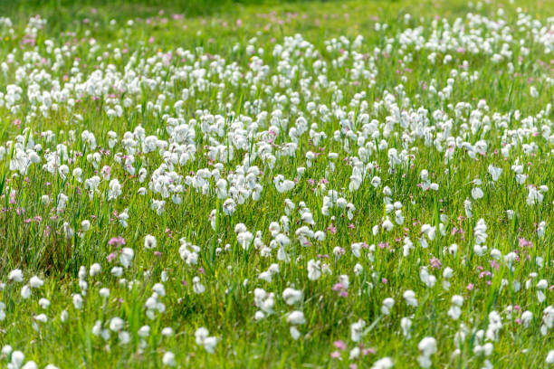 Denmark, Jutland, Ringkobing Fjord, woolly grass (Eriophorum) of the sour grass family (Cyperaceae). Denmark, Jutland, Ringkobing Fjord, woolly grass (Eriophorum) of the sour grass family (Cyperaceae). sauergrasgewächse stock pictures, royalty-free photos & images