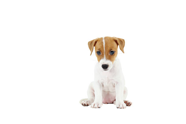 istock Tiny adorable Jack Russell Terrier puppy with brown stains on face, isolated on white background. 1159555429