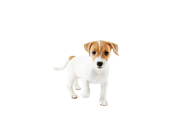 istock Tiny adorable Jack Russell Terrier puppy with brown stains on face, isolated on white background. 1159555430