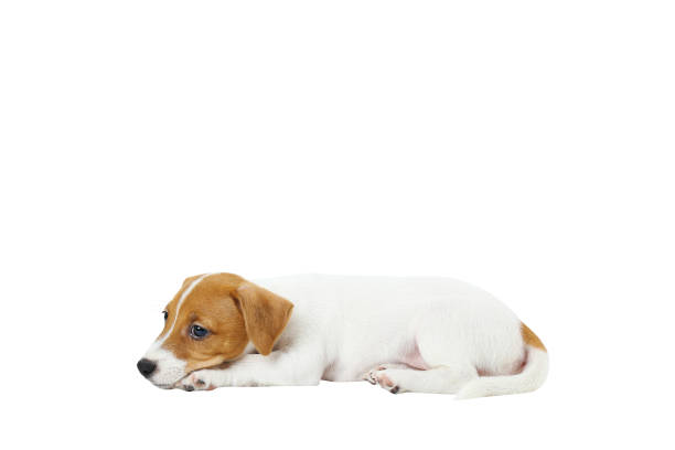 istock Tiny adorable Jack Russell Terrier puppy with brown stains on face, isolated on white background. 1159555432
