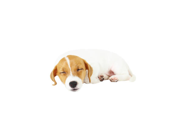 istock Tiny adorable Jack Russell Terrier puppy with brown stains on face, isolated on white background. 1159555489