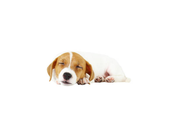 istock Tiny adorable Jack Russell Terrier puppy with brown stains on face, isolated on white background. 1159555496