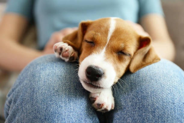 młoda kobieta ze swoim szczeniakiem jack russell terrier. - pets baby young animal child zdjęcia i obrazy z banku zdjęć