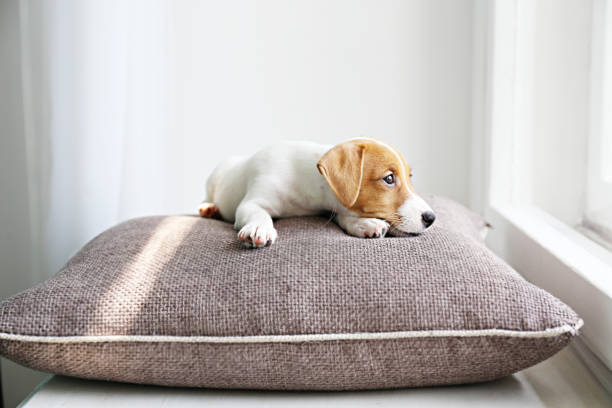 Cute two months old Jack Russel terrier puppy with folded ears lying on a windowsill. Small adorable doggy with funny fur stains on pillow, sun beam from window. Close up, copy space, background.