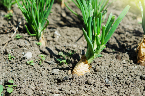 istock Growing green onion in the vegetable garden. - Image 1159555661