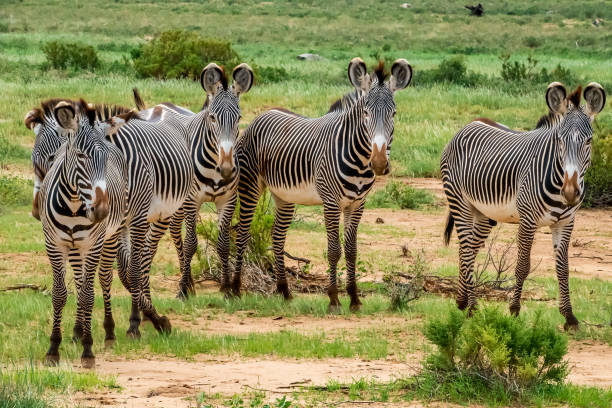 Grevy's Zebra at wild stock photo