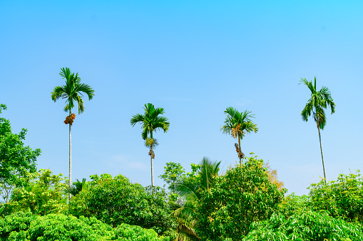 Palm trees in the garden, in front of the house with a blue sky background.