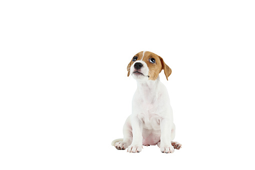 Cute two months old Jack Russel terrier puppy with folded ears. Small adorable doggy with funny fur stains. Close up, copy space, isolated background.