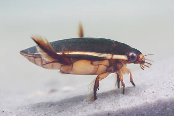 istock Diving beetle  in pond. Closeup 1159557188