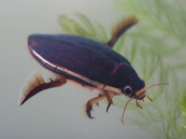 istock Diving beetle  in pond. Closeup 1159557195
