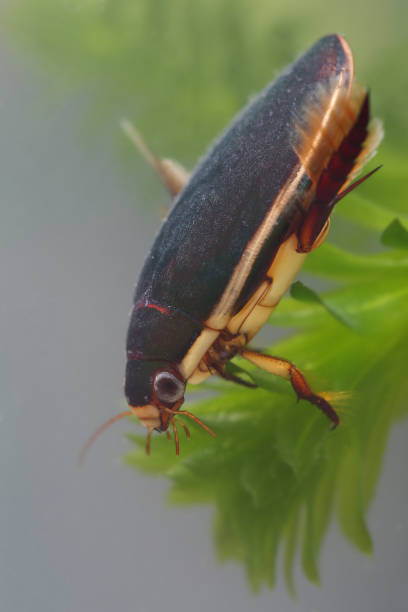 istock Diving beetle among water plants in pond. Closeup 1159557212