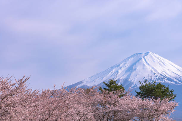 istock Mount Fuji with full bloom pink cherry tree flowers 1159557679
