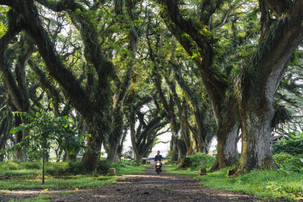 Young Caucasian man  driving scooter in saman tree tunnel in  Jawata Benculuk, Banyuwangi, East Java
