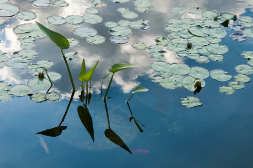 Lily pond blue water reflecting sky and clouds above with small goldfish visible, an image showing peace and tranquility.