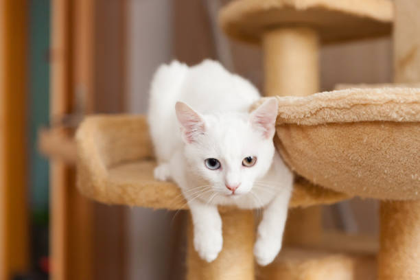 istock very cute white young sitting on cat tower 1159558486