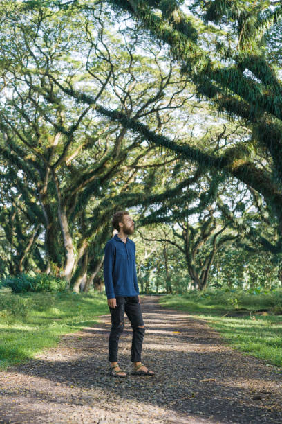 istock Man walking in saman tree tunnel in  Jawata Benculuk, Banyuwangi, East Java 1159558840