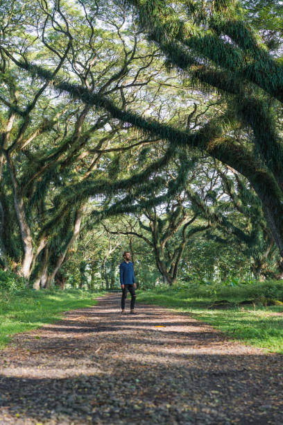 istock Man walking in saman tree tunnel in  Jawata Benculuk, Banyuwangi, East Java 1159558942
