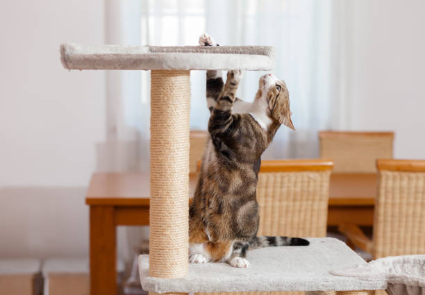 cat  standing on back paws on cat tower, wants to get up