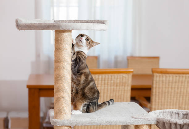 cat scratching paws at sisal cat tower stock photo