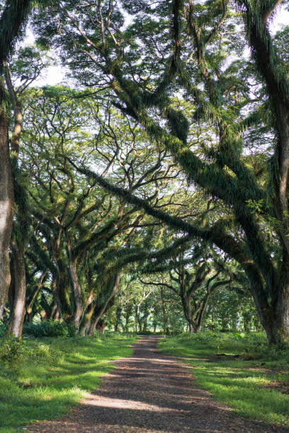 istock Saman tree tunnel in  Jawata Benculuk, Banyuwangi, East Java 1159559444