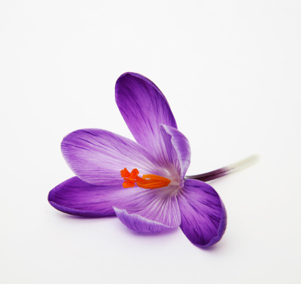 Violet Crocus isolated on white.