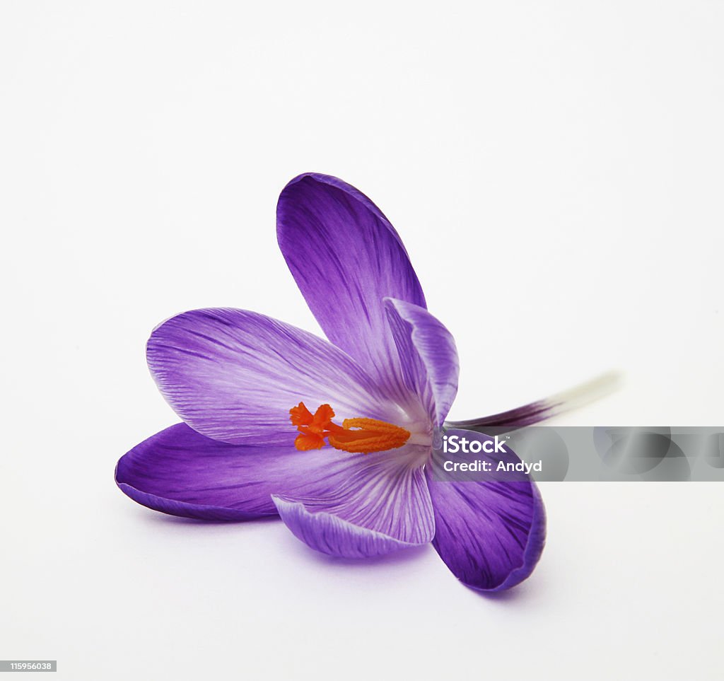 Crocus Violet Crocus isolated on white. Flower Stock Photo