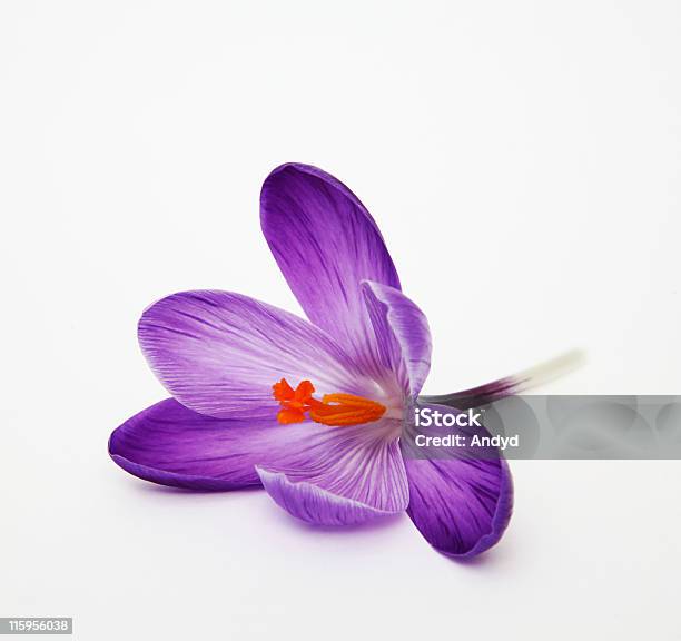 Krokus - zdjęcia stockowe i więcej obrazów Kwiat - Roślina - Kwiat - Roślina, Purpurowy, Białe tło