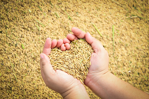 Plentiful; rice held in heart shaped hand over paddy background