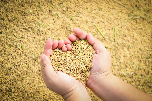 Plentiful; rice held in heart shaped hand over paddy background stock photo