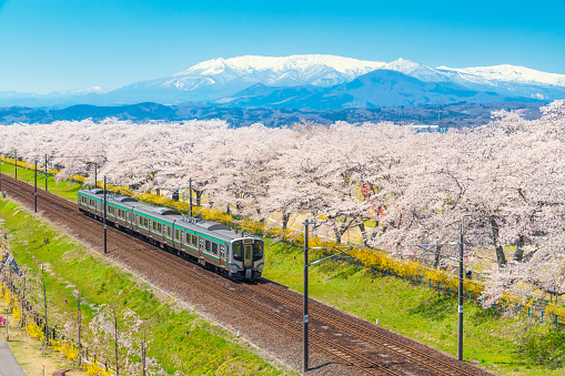 Japan landscape scenic view of JR Tohoku train with full bloom of sakura and cherry blossom, hitome senbonzakura, tohoku, asia with snow mountain in spring season. Beautiful sakura spot view in japan.