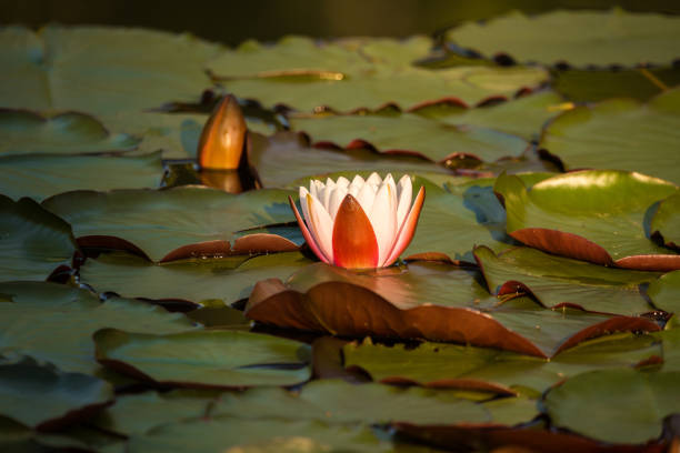 A beautiful light pink water lilies growing in a natural pond. Colorful summer scenery with water flowers.
