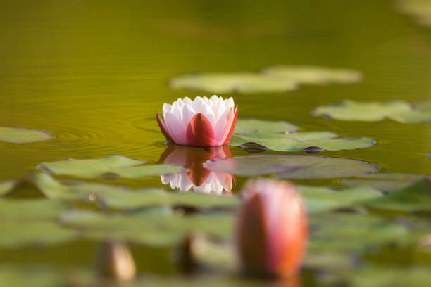 A beautiful light pink water lilies growing in a natural pond. Colorful summer scenery with water flowers.