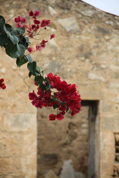 istock Red flowers on the wall 1159562342