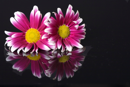Two mums isolated on black with a reflection.