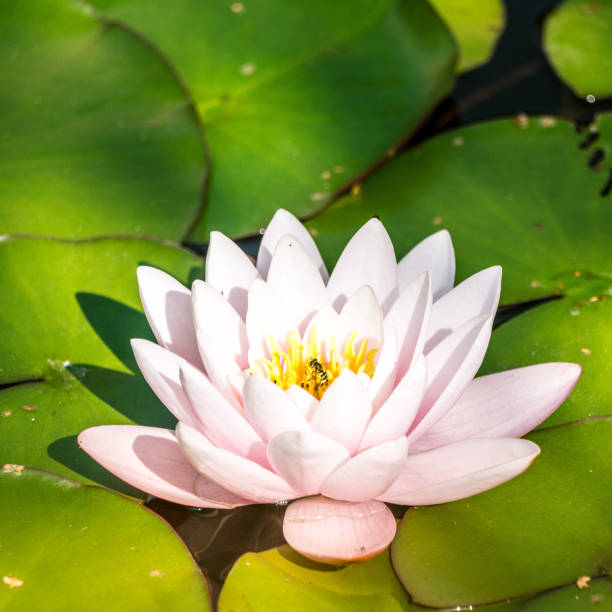 istock A beautiful light pink water lilies growing in a natural pond. 1159563505