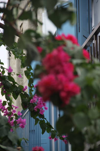 istock Flowers in front the house 1159564076