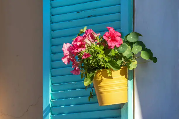 Photo of street flowers in a yellow pot on wooden blue shutters