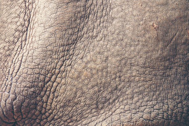 istock texture background of rhino skin 1159565406