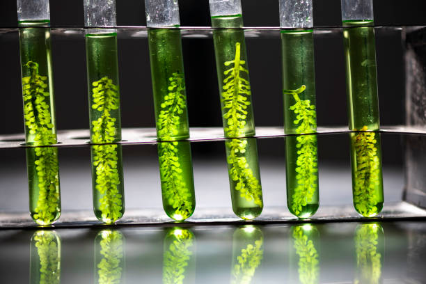 Scientists are developing research on algae. Bio-energy, biofuel, energy research Scientists are developing research on algae. Bio-energy, biofuel, energy research sustainable energy toronto stock pictures, royalty-free photos & images