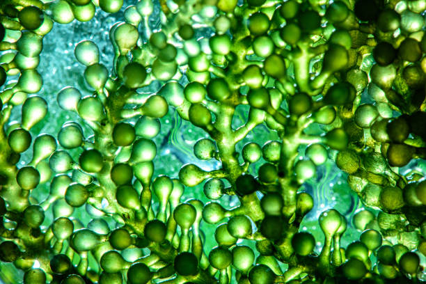 istock Photobioreactor in lab algae fuel biofuel industry. Algae fuel o 1159565476