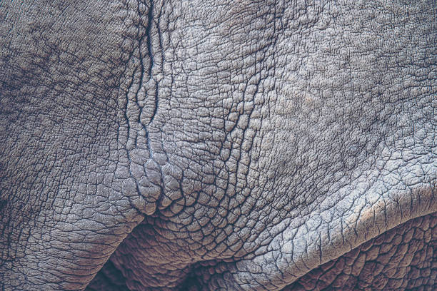 istock texture background of rhino skin 1159565478