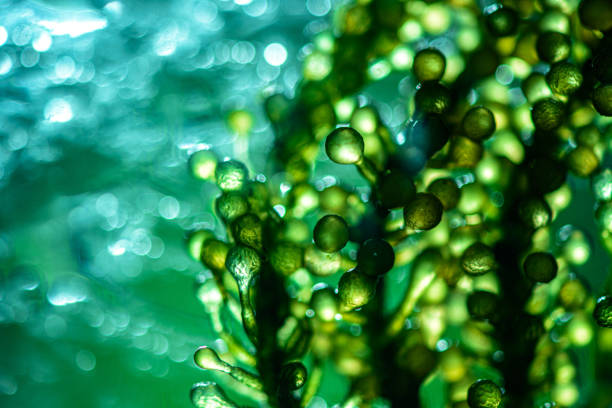 Photobioreactor in lab algae fuel biofuel industry. Algae fuel o Photobioreactor in lab algae fuel biofuel industry. Algae fuel o algae stock pictures, royalty-free photos & images