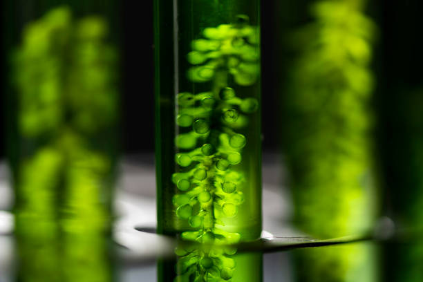 Scientists are developing research on algae. Bio-energy, biofuel, energy research Scientists are developing research on algae. Bio-energy, biofuel, energy research sustainable energy toronto stock pictures, royalty-free photos & images