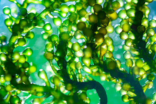 Los científicos están desarrollando investigaciones sobre algas. Bioenergía, biocombustible, investigación energética photo