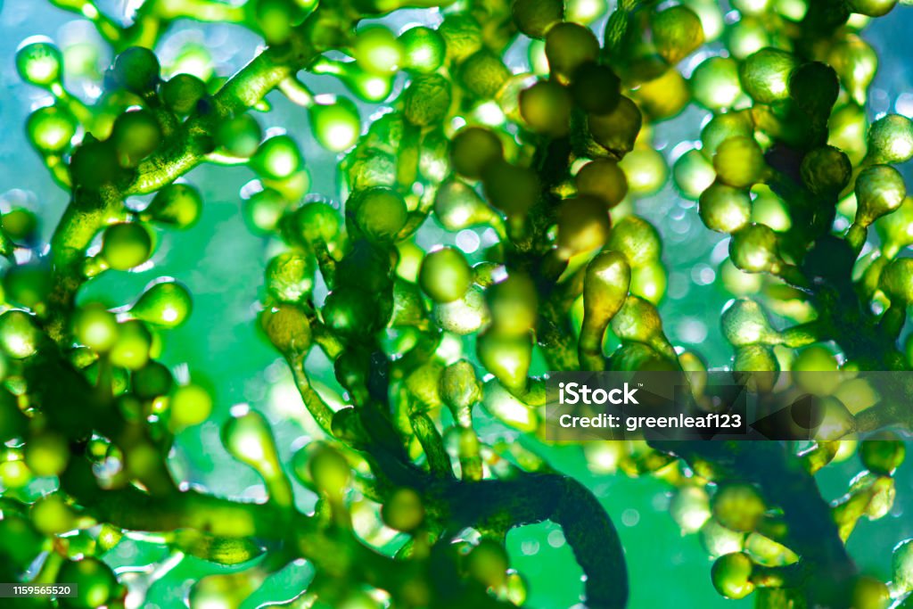 Scientists are developing research on algae. Bio-energy, biofuel, energy research Algae Stock Photo