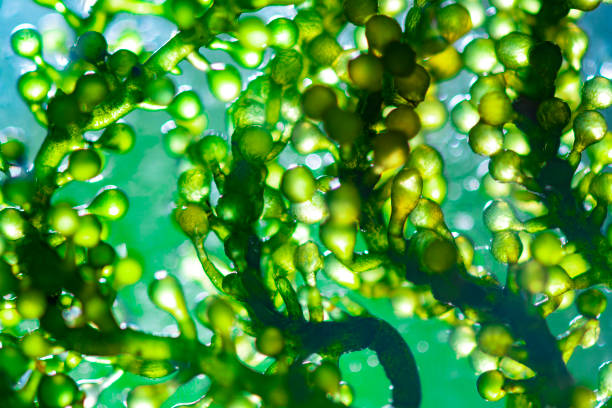 Scientists are developing research on algae. Bio-energy, biofuel, energy research stock photo