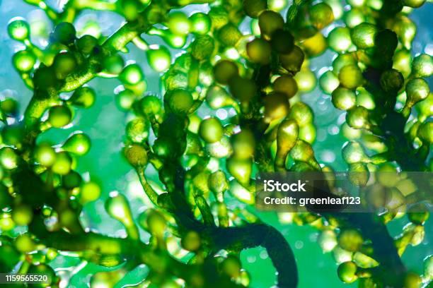 Scientists Are Developing Research On Algae Bioenergy Biofuel Energy Research Stock Photo - Download Image Now