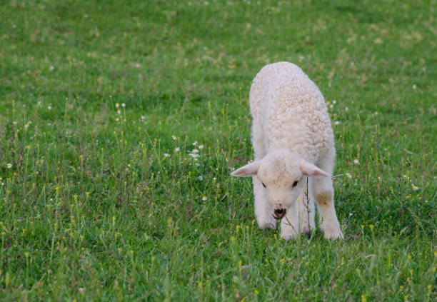 istock Small and cute lamb standing alone in a meadow, in spring, in Romania 1159565818