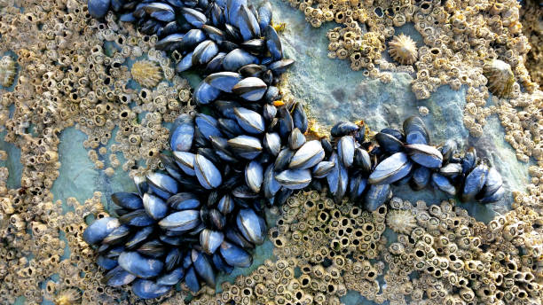 Close-up of mussels, barnacles and limpets on a rock Detail of mussels, barnacles and limpets on a rock in Wales, UK. tidal pool stock pictures, royalty-free photos & images