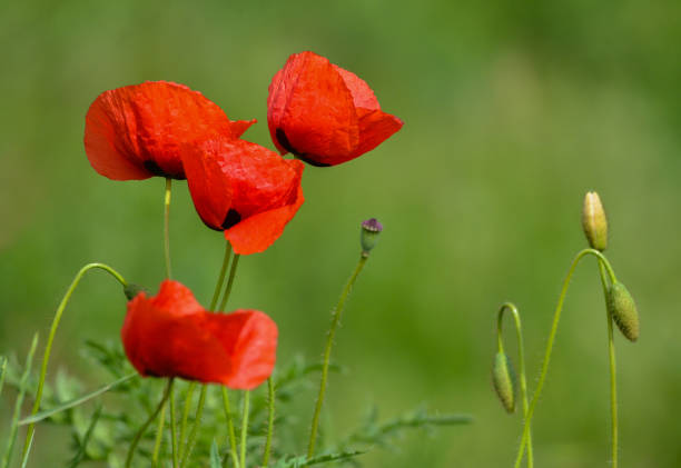 istock Wild flowers field and blurred background in sunny day, springtime. 1159566303